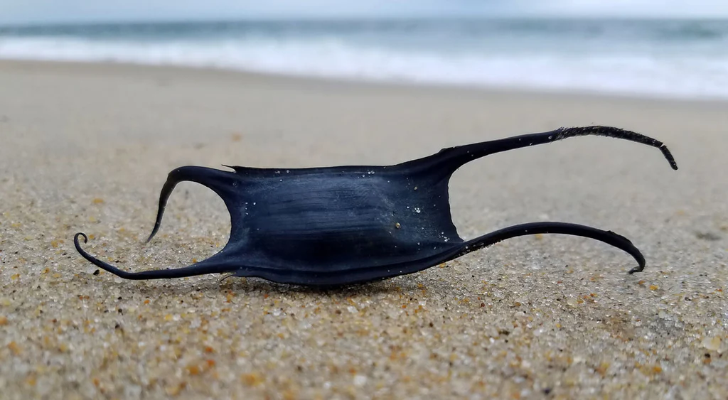 Cos’è il ‘borsellino delle sirene’, la misteriosa ‘sacca’ avvistate sulle spiagge italiane
