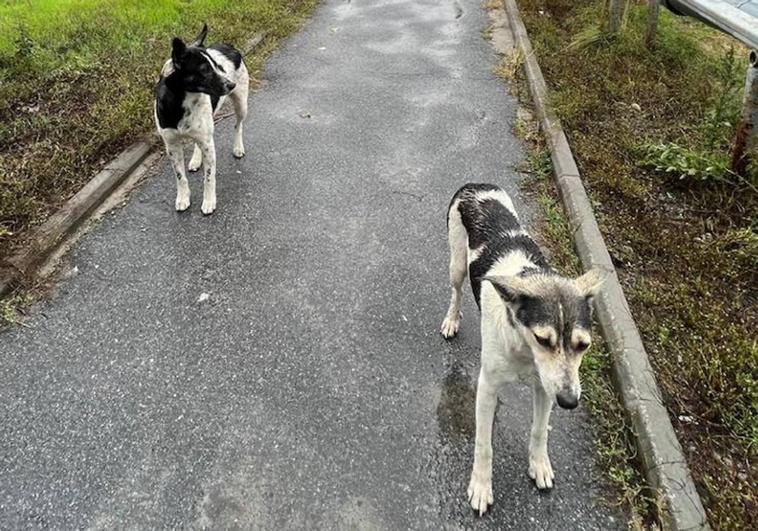 Le radiazioni di Chernobyl stanno creando una nuova razza di cani?