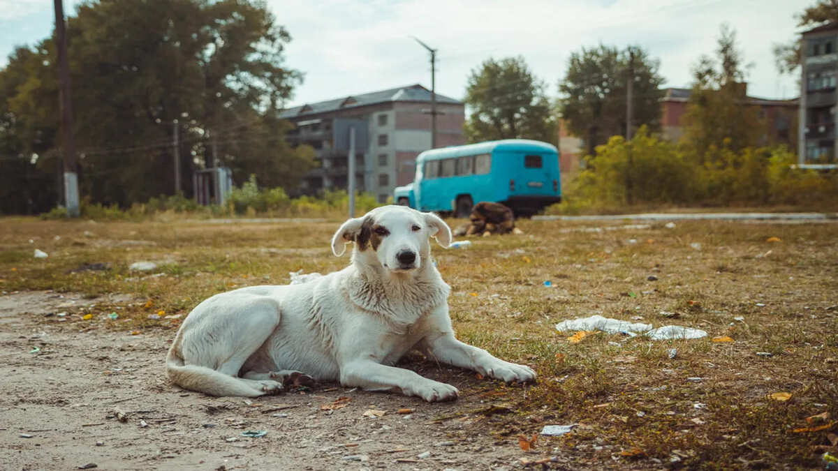 I cani di Chernobyl  sono geneticamente diversi dagli altri. Lo studio