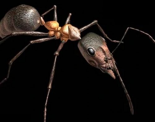 I fossili di formiche giganti sfidano ciò che sappiamo sulle dimensioni degli insetti
