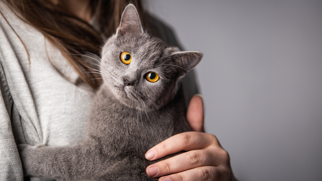 Perché i gatti fanno le fusa? Le diverse spiegazioni della scienza