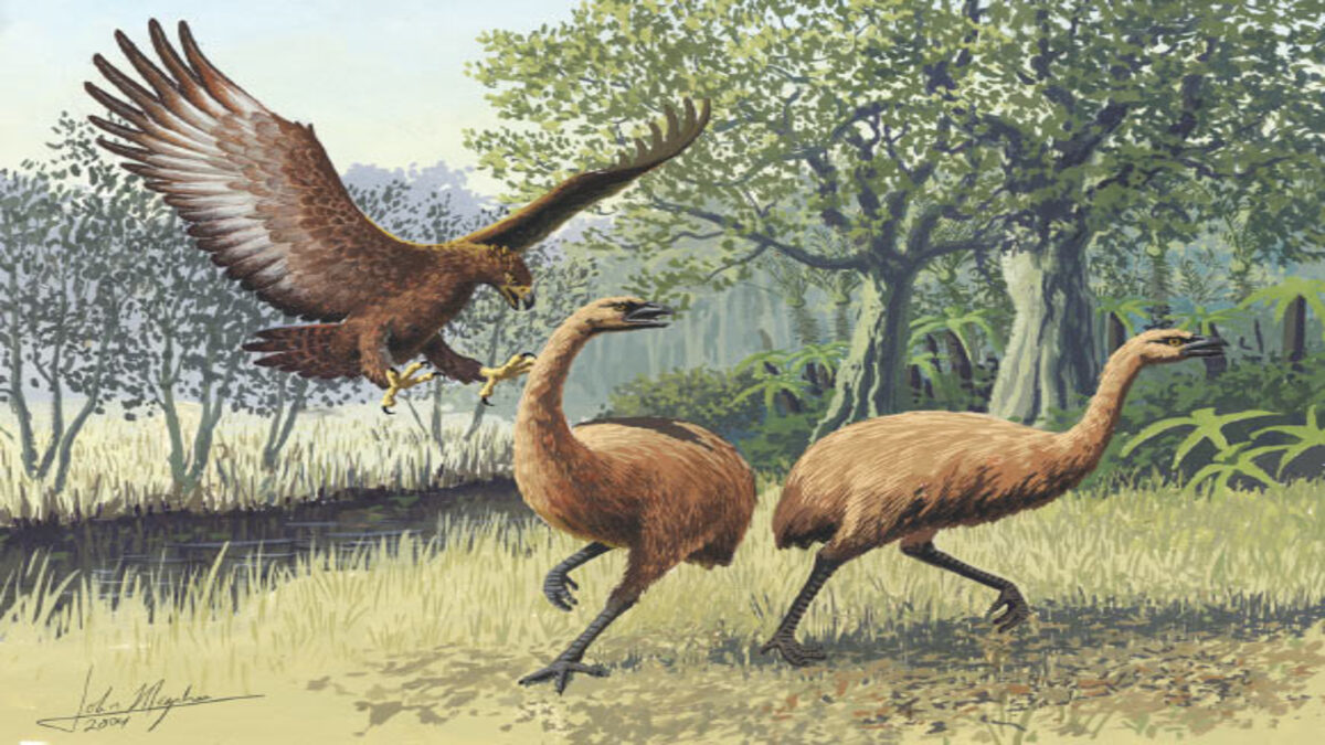 Scoperti resti di aquile giganti vissute in Australia più di 50.000 anni fa