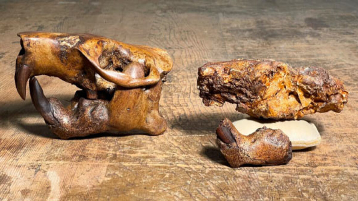 Scoperti fossili di grossi castori vissuti in America 150milioni di anni fa