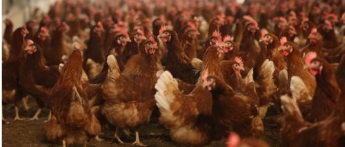 Ecco come potrebbe svilupparsi una pandemia di influenza aviaria umana