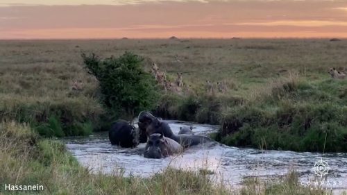 Incredibile in Kenya: bufalo viene attaccato da 15 leoni e 3 ippopotami. Il video