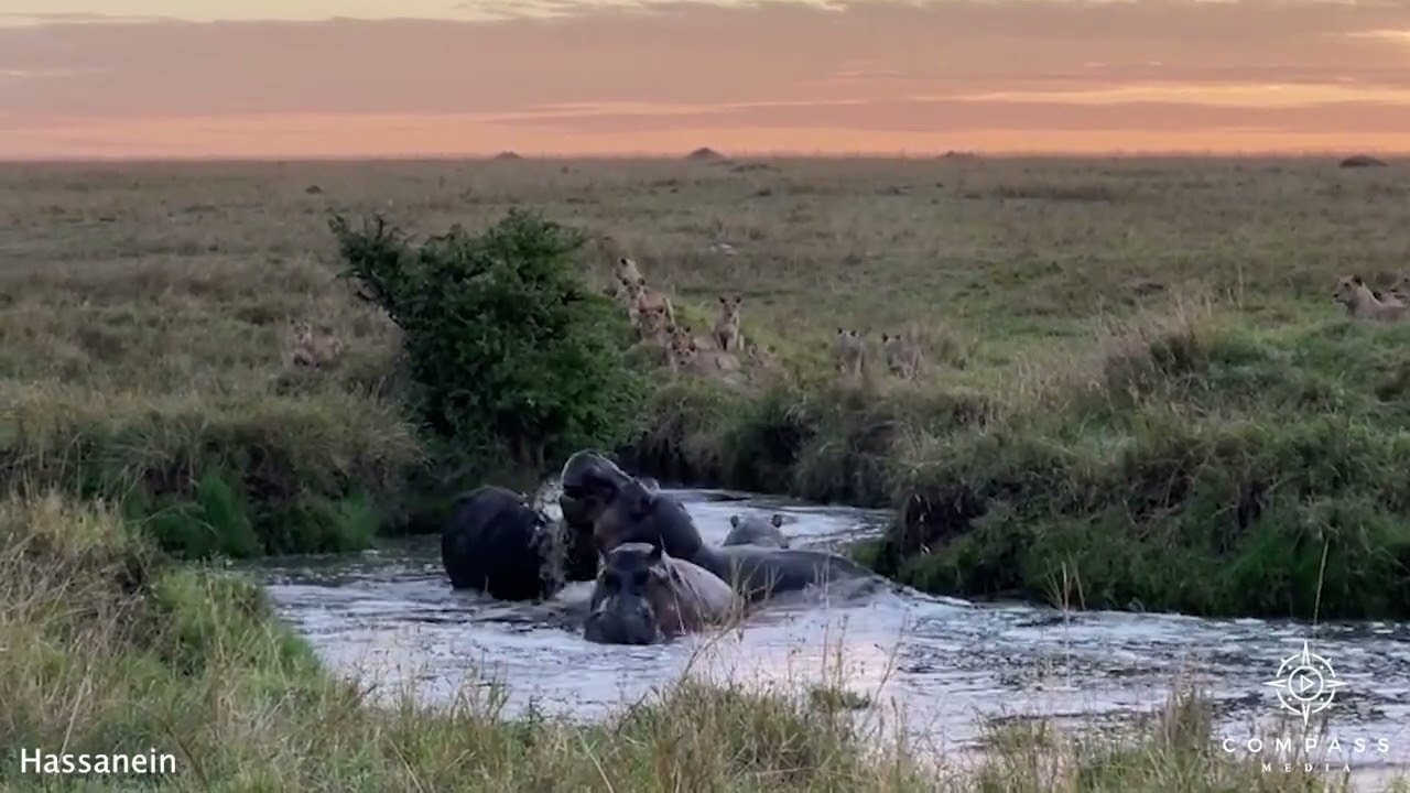 Incredibile in Kenya: bufalo viene attaccato da 15 leoni e 3 ippopotami. Il video