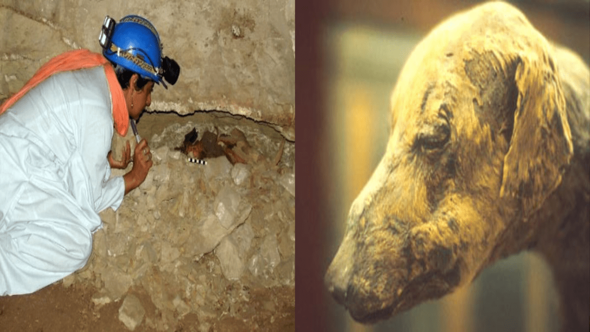 Perché 8 milioni di mummie di cani sono state sepolte nelle catacombe di Anubi?