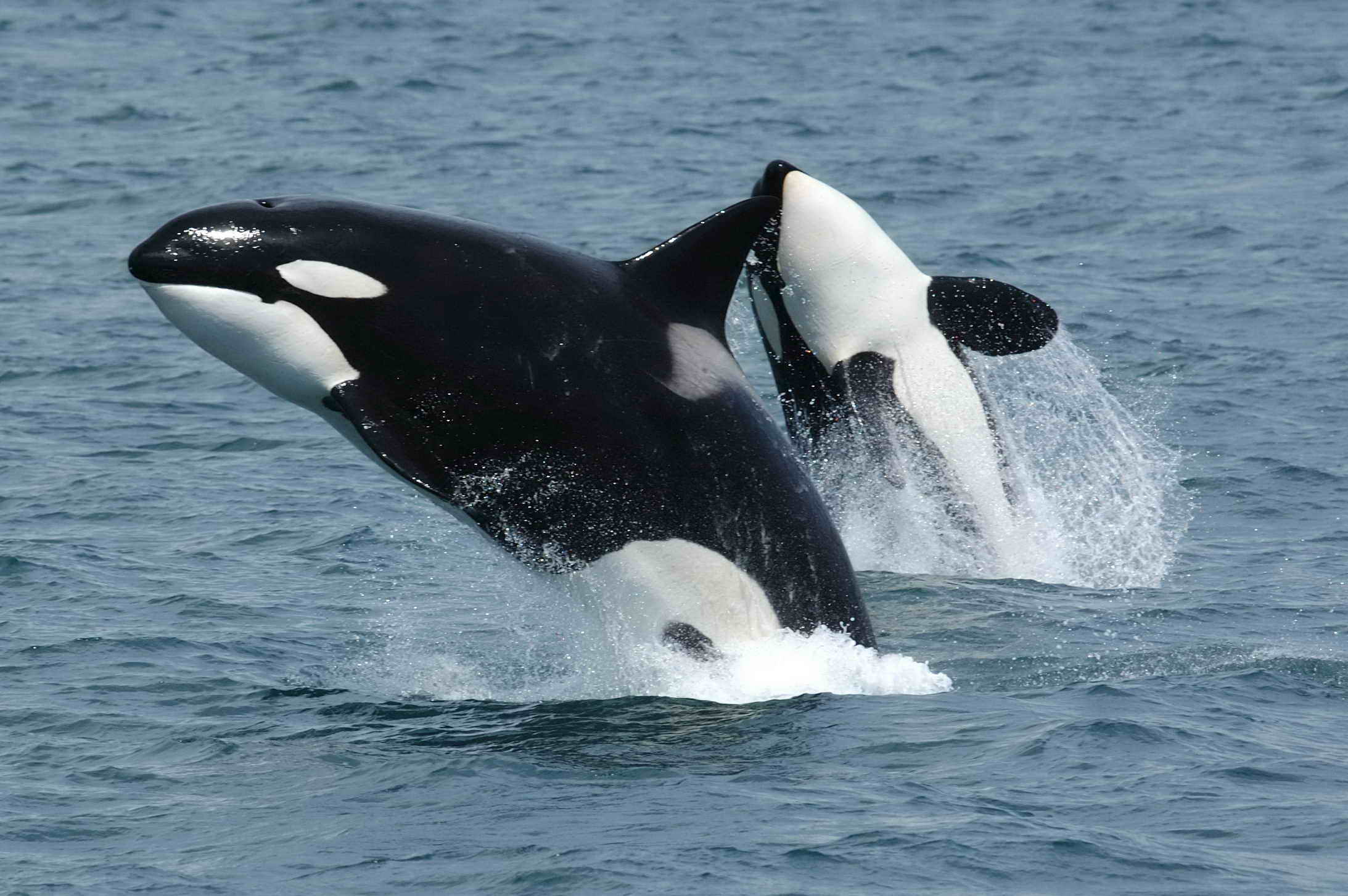 Due orche massacrano venti squali: shock in Sudafrica