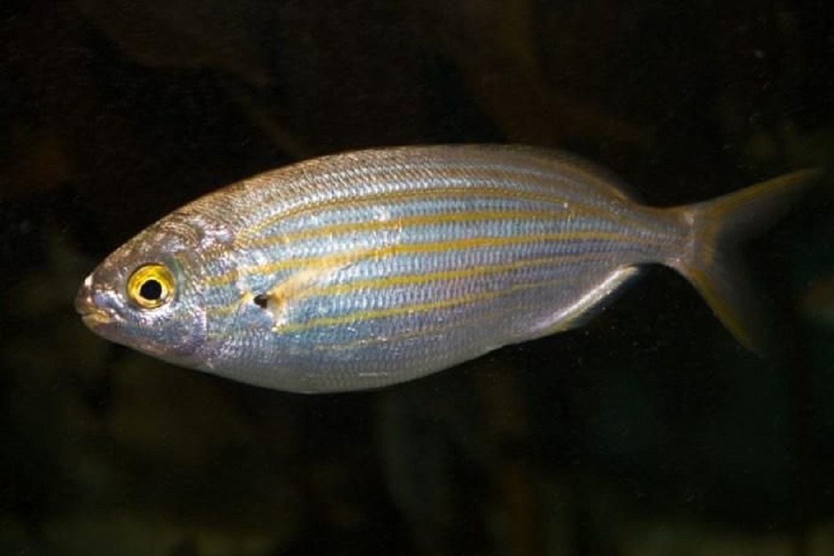 pesce-salpa-allucinogeno-1.jpg