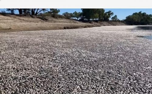 Australia: milioni di pesci morti nel fiume Darling a causa delle elevate temperature