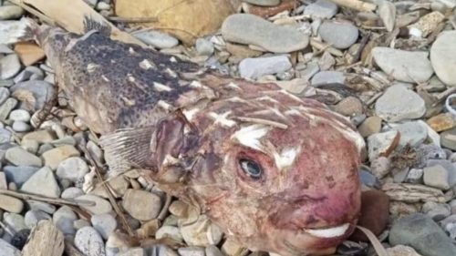Un pesce alieno scoperto sul litorale laziale: “È  pericoloso per l’uomo”