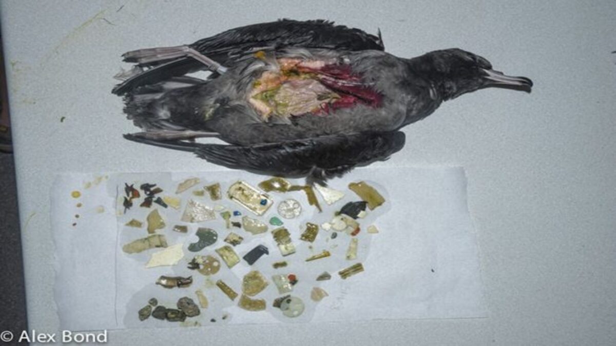 plastic-from-stomachs-birds-2-two-column-1.jpg.thumb_.768.768-642x429-1-1.jpg