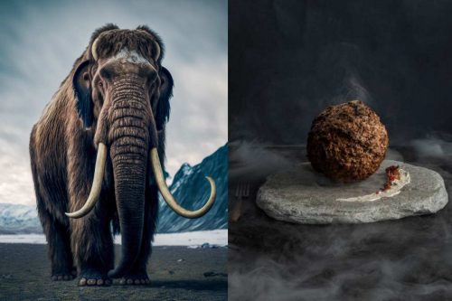 Gli scienziati hanno creato una polpetta con carne di mammut