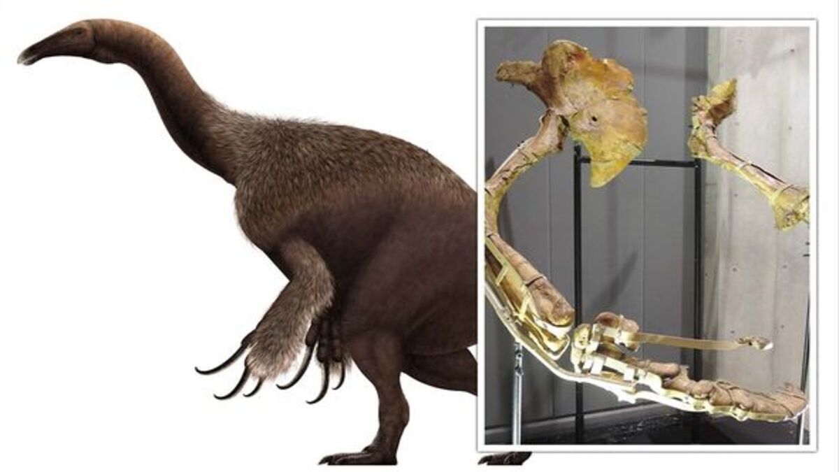 Gli artigli lunghissimi dei Terizinosauri non servivano solo per scavare