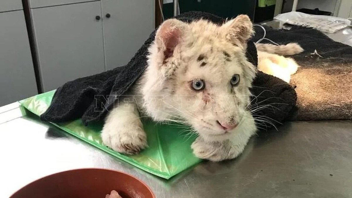 Grecia: raro cucciolo di tigre bianca trovato tra i bidoni della spazzatura. VIDEO
