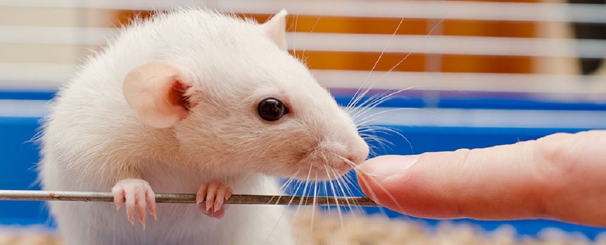 Topi anziani vivono di più dopo l’attaccamento al sistema circolatorio di topi giovani