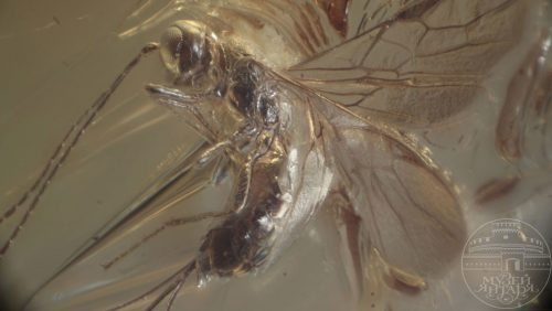Scoperta nuova specie di vespa risalente a 40 milioni di anni fa