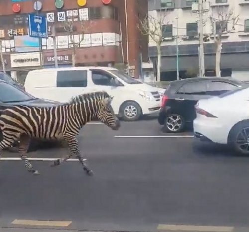 Una zebra fugge da uno zoo e galoppa per le strade di Seoul. Il video