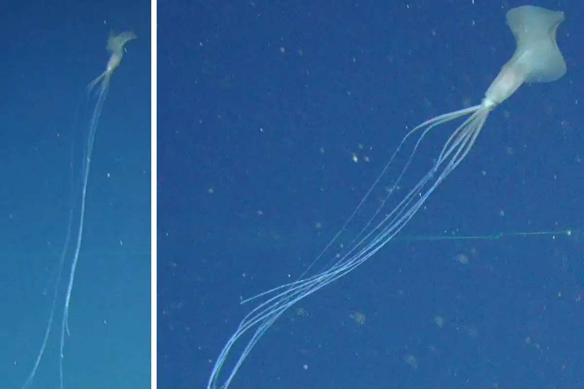Avvistato nell’Atlantico un raro calamaro con tentacoli lunghissimi. VIDEO