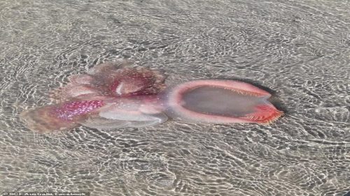 Cos’è ? Una misteriosa creatura scoperta su una spiaggia in Australia