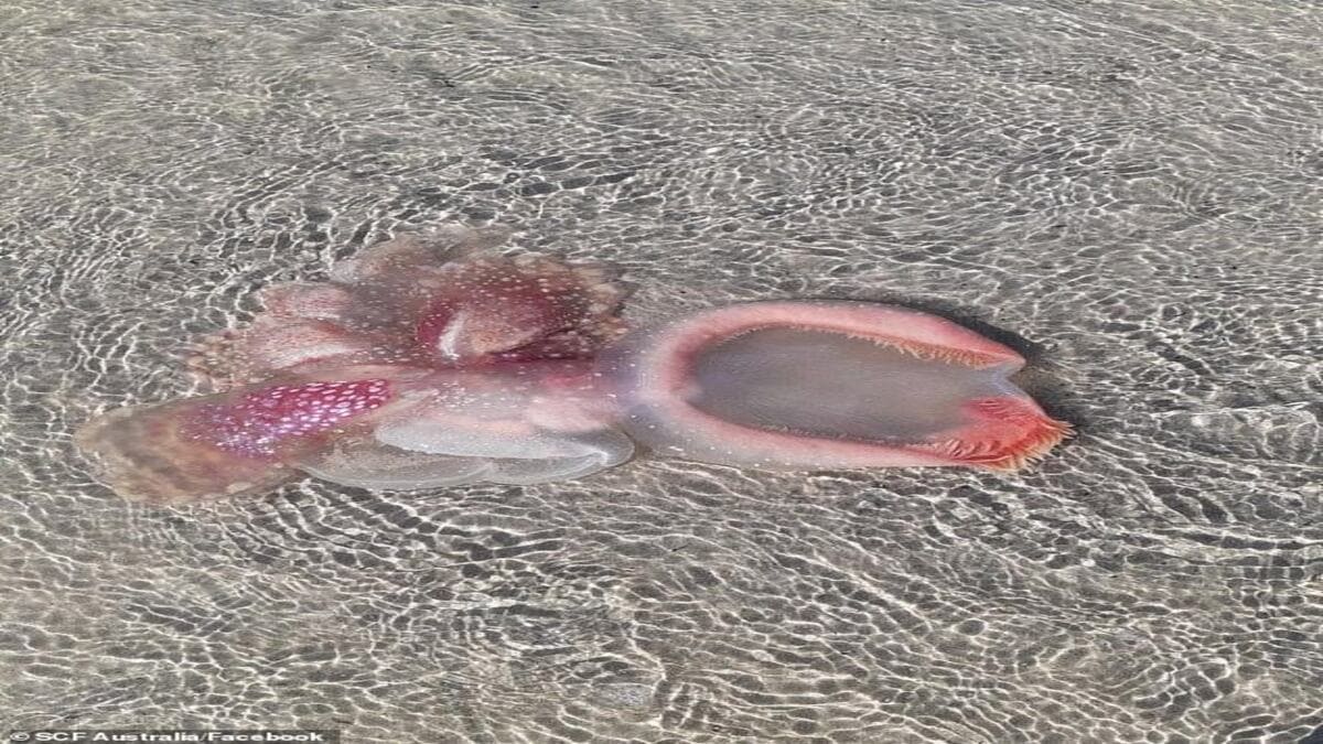 Cos’è ? Una misteriosa creatura scoperta su una spiaggia in Australia