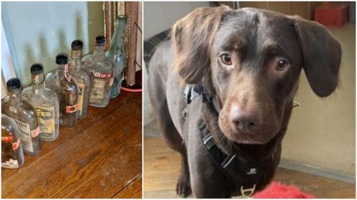 Regno Unito: Coco, il cane “alcolizzato” curato dai veterinari