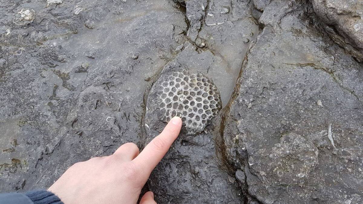 Fossilised-Sponge-min-1-1.jpeg