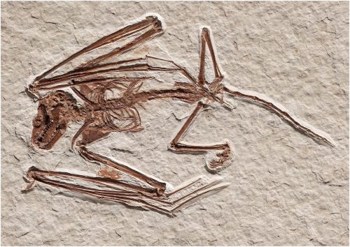 Lo scheletro del pipistrello più antico del mondo risale a 52 milioni di anni fa, nuova specie per la scienza