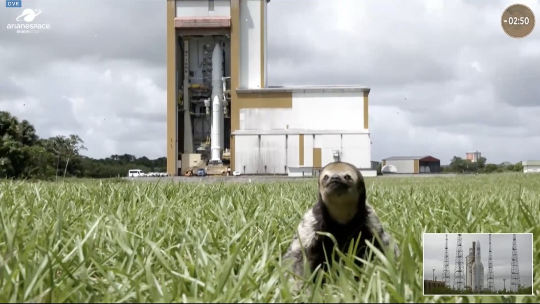 Un bradipo ‘si intrufola’ nella trasmissione di lancio del razzo Ariane 5