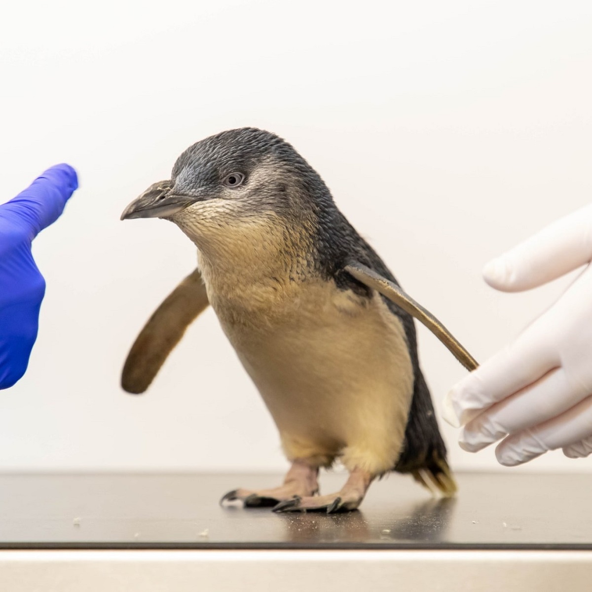 Risonanza magnetica a un pinguino fatato, la prima al mondo per la specie