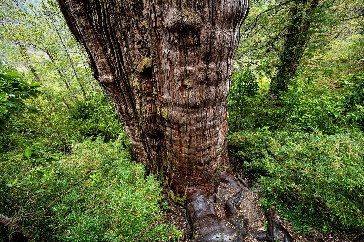 Un cipresso di 5.400 anni potrebbe ricevere il record come albero più antico del mondo