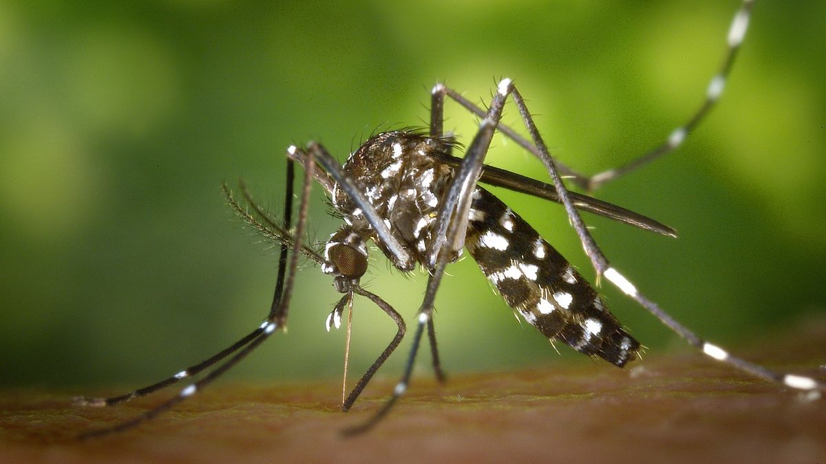 dengue-2.jpg