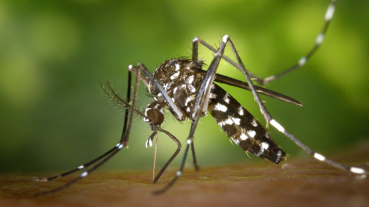 Dengue in Argentina: almeno 35 morti e più di 41mila contagi