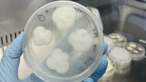 I funghi riescono a degradare anche la plastica più resistente. La scoperta