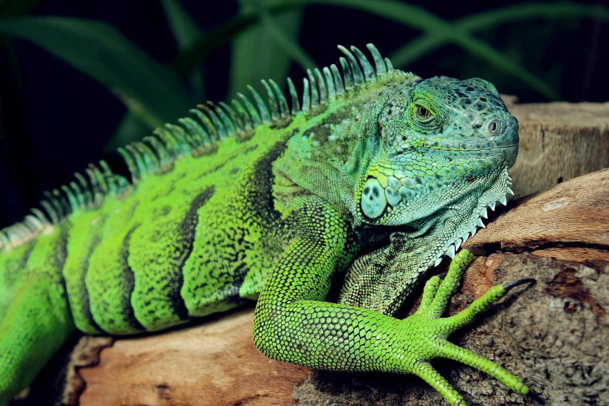 iguana-1-1.jpg