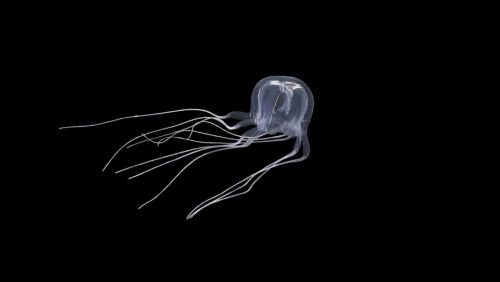 Scoperta una ‘medusa a scatola’ con 24 occhi