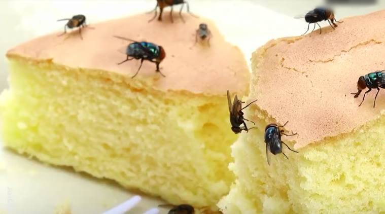 È pericoloso mangiare cibi su cui si è posata una mosca?