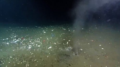 Quattro “perdite” di un fluido caldo nella faglia del sottomarino Cascadia