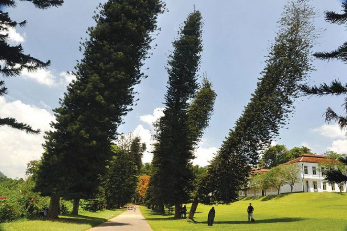 Perché questi alberi si inclinano verso l’equatore? La spiegazione dello strano fenomeno