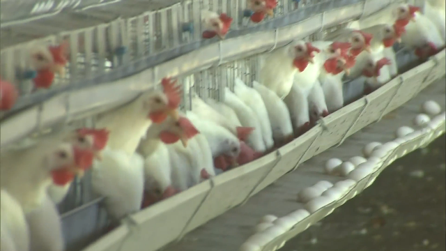 Gripe aviar: en Japón ya no hay lugar para enterrar pollos sacrificados