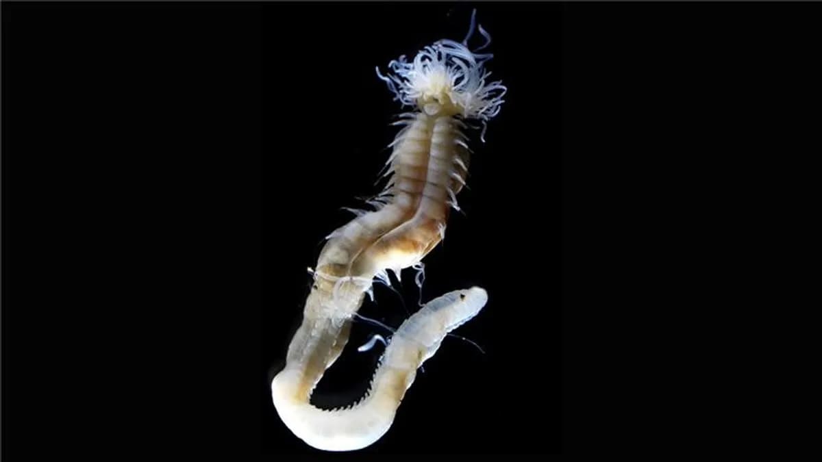 Bizzarre creature marine scoperte in Giappone