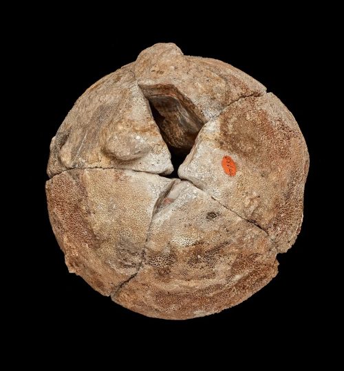 Una ‘roccia’ contenente una splendida agata si rivela un uovo di titanosauro