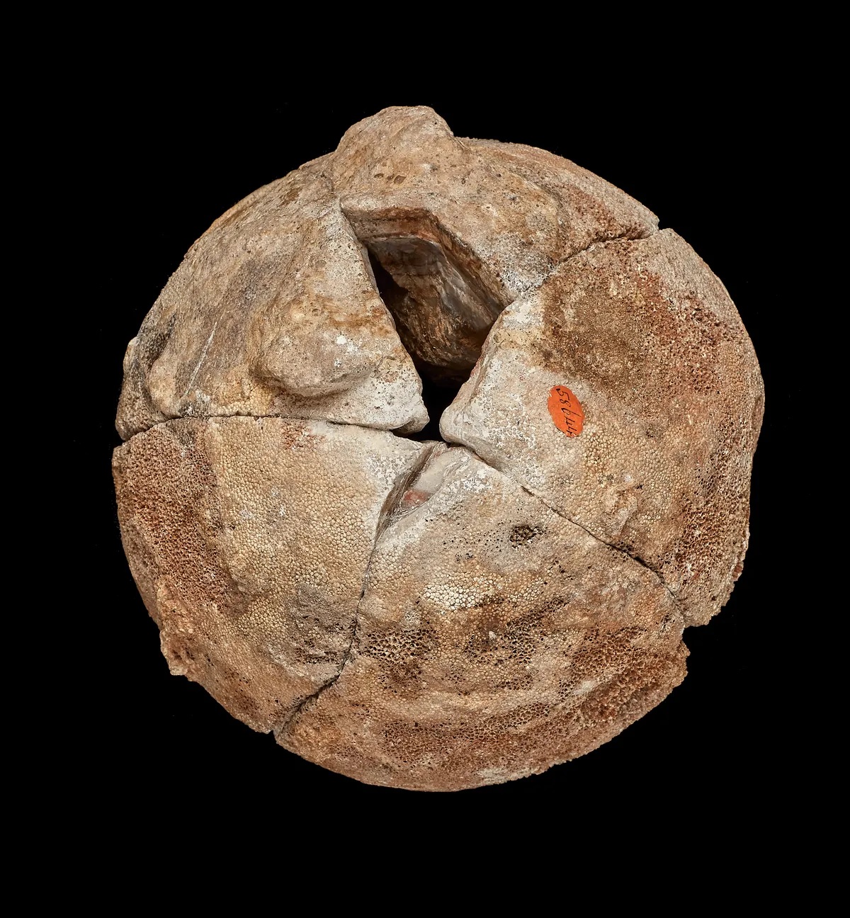 Una ‘roccia’ contenente una splendida agata si rivela un uovo di titanosauro