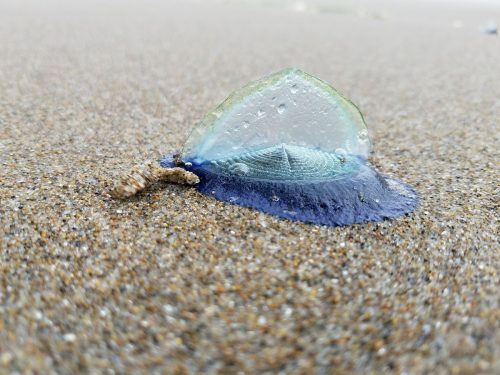 California: trovate bizzarre creature blu sulle spiagge, di cosa si tratta? [VIDEO]
