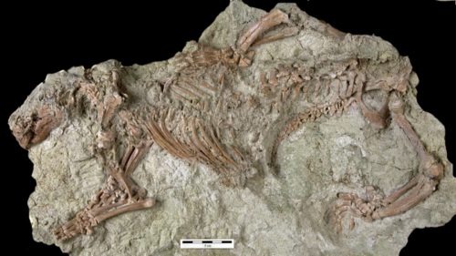 Gli archeologi trovano il fossile di uno strano mammifero sconosciuto