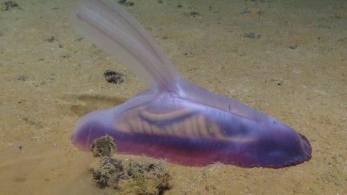 Più di 5.000 nuove specie scoperte nelle acque profonde del Pacifico