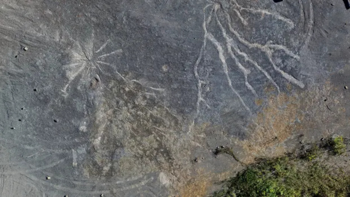 Scoperta la foresta fossile più antica del mondo