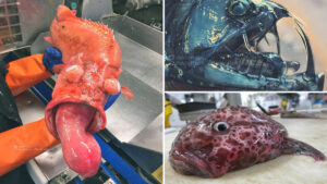 Un pescatore russo condivide foto di spaventose creature degli abissi