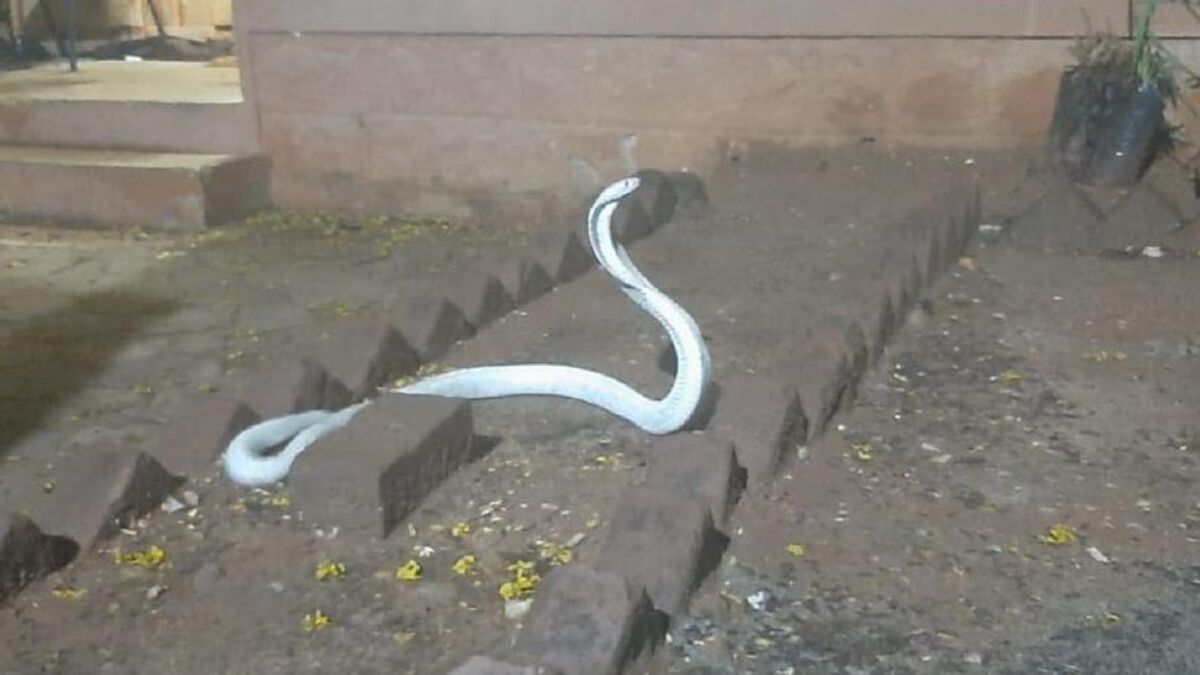 Raro cobra albino avvistato in India
