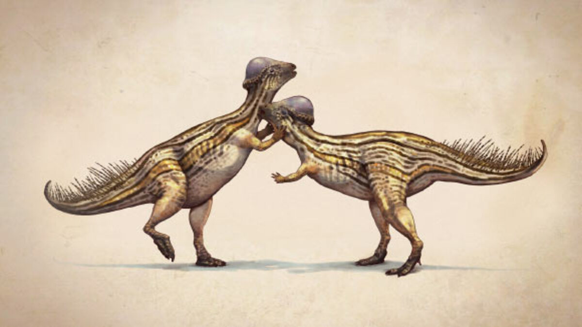 Scoperti resti di nuova specie di dinosauro con una bizzarra ‘cupola’ sulla testa